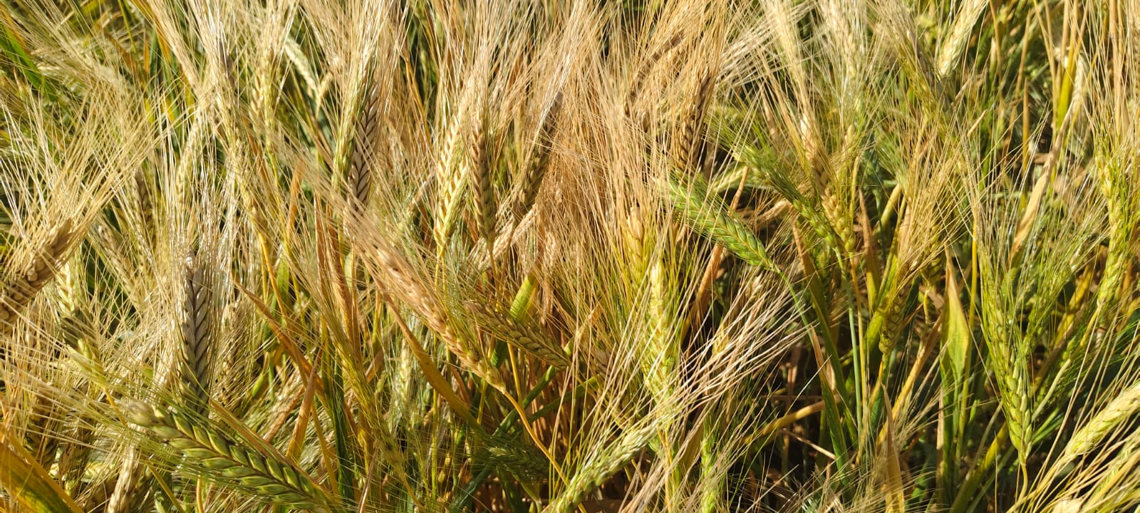 Farmer Image 6